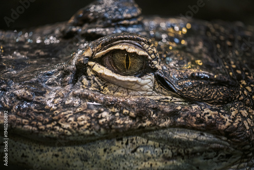 Close-up of the eye of an alligator lying in the water
