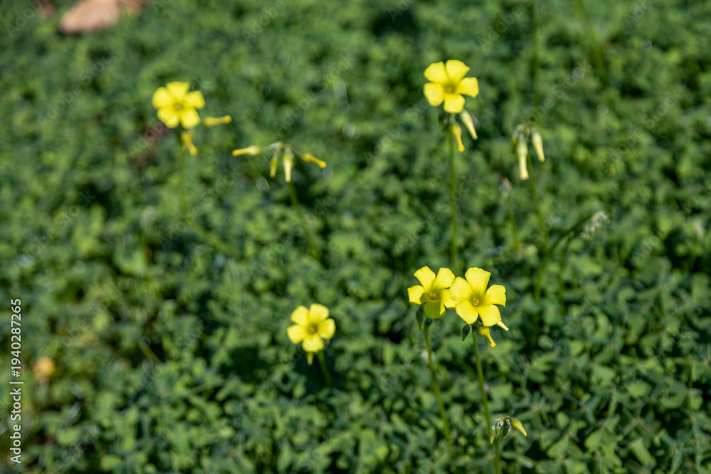 Fototapeta premium Bright yellow oxalis pes-caprae flowers blooming in lush green grass. Scenic natural background of mediterranean flora during sunny winter day in coastal park. Antalya region, Turkey.