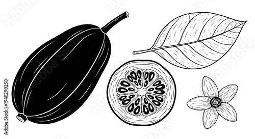 Detailed illustration of a cacao pod with its components and a leaf.