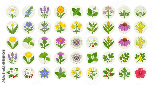 A diverse array of botanical illustrations featuring various flowers and leaves from different species displayed in a grid pattern
