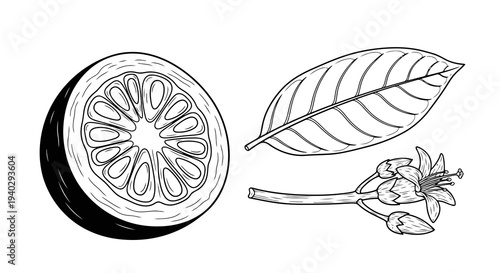 A detailed illustration of a fruit with a leaf and flower.