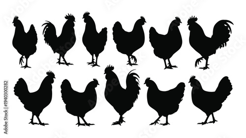 A group of black chickens standing together