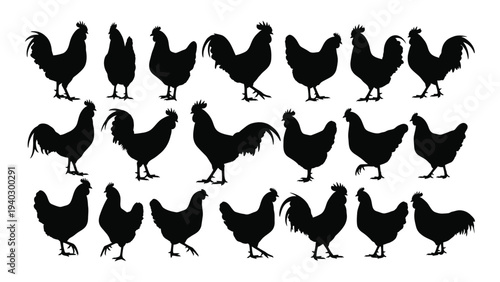 A group of black chickens standing together