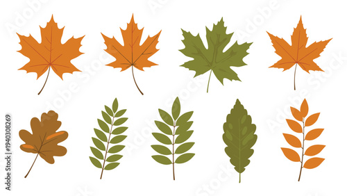 Collection of vibrant autumn leaves featuring various shapes and colors including maple and oak for seasonal theme designs.