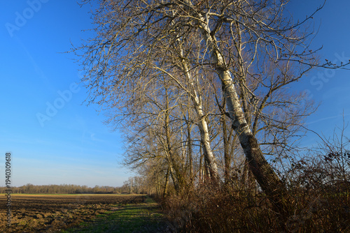 poplar tree illuminated by the sunlight