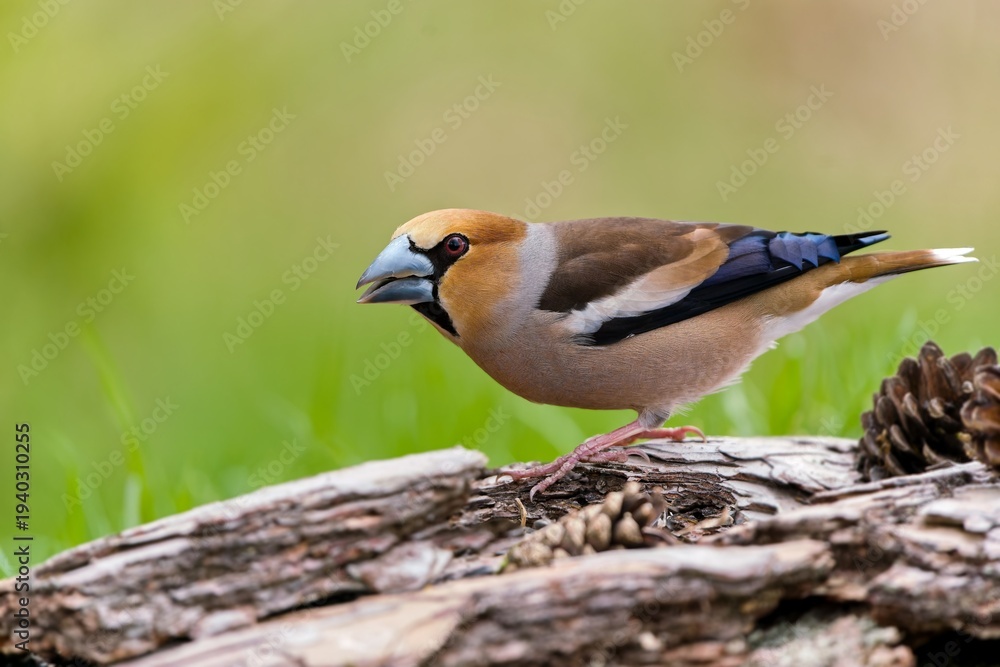 Obraz premium A beautiful male hawfinch sits on the branch. Closeup portrait of a hawfinch. Coccothraustes coccothraustes