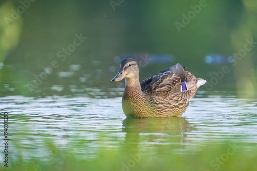Photography A female wild duck looks for food in the water