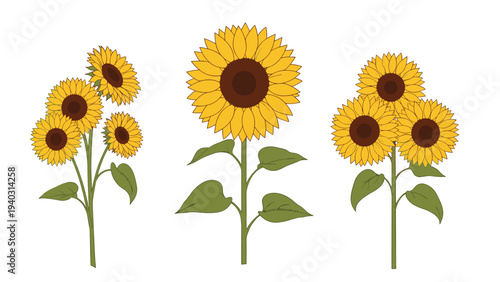 Beautiful collection of sunflower arrangements including a single tall blossom and clusters of bright yellow flowers against a white background.