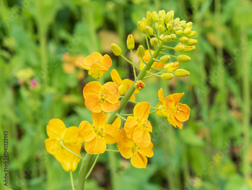 Photos Close-up of bright yellow wallflower bloom with green buds