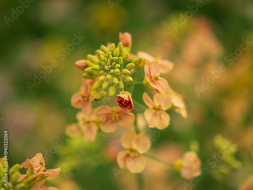 Bilde på lerret Close-up of delicate peach wallflower buds and blooms with soft green bokeh back