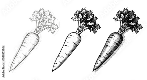 Three stages of a carrot drawing, from sketch to detailed illustration