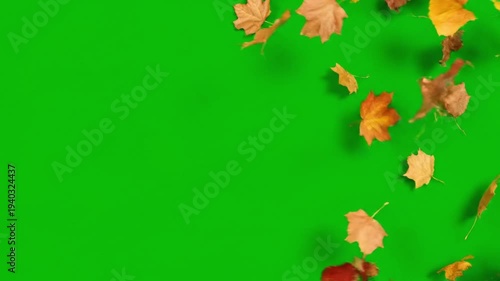 Autumn Leaves on Green Background