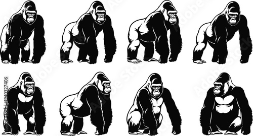 Set of black silhouettes of powerful gorillas in various standing and walking poses isolated on white background for nature design,