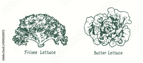 Frisee Lettuce and Butter lettuce.  Ink black and white doodle drawing in woodcut style