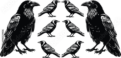 Black raven and crow vector silhouette set, bird of prey icons, detailed feathered animal graphics isolated on white background, dark,