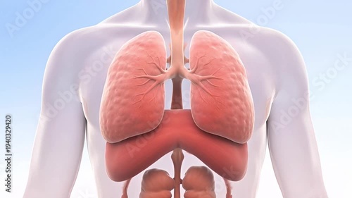 Detailed visualization of the human respiratory system, highlighting lungs and diaphragm for medical understanding