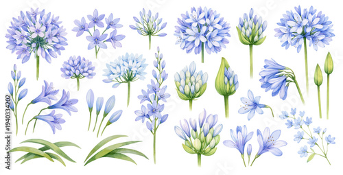 A charming watercolor collection of agapanthus flowers with blue blossoms, buds, and green leaves for botanical flower illustrations and garden design.