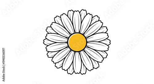 A beautiful single white daisy flower with a yellow center blooms in nature as a macro closeup isolated on a white background