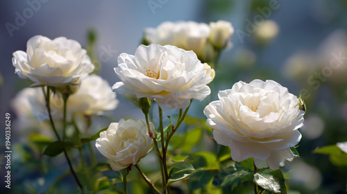 Beautiful white roses blooming in a bright and vibrant garden setting