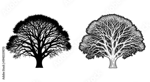 Detailed black and white illustration of a large, mature tree with intricate branches