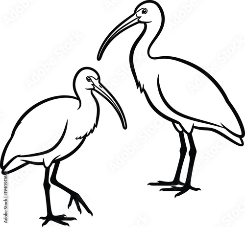 Black and white line art illustration of two ibis birds standing together