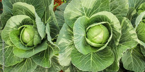 Vászonkép Garden bed with green cabbage plants, close-up view of several ripe cabbage heads surrounded by broad textured leaves in natural garden soil