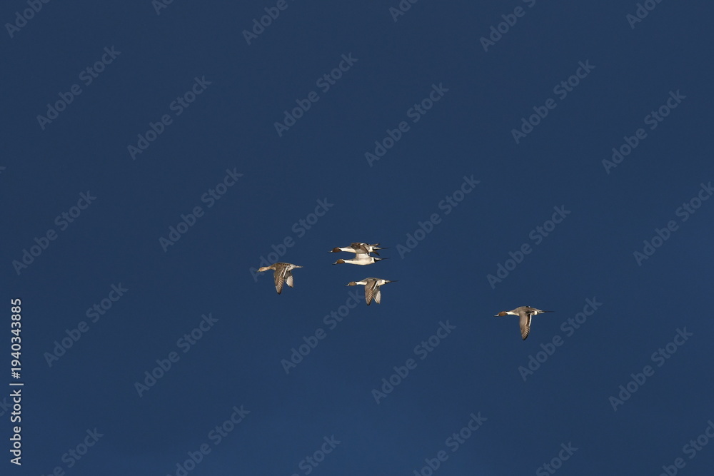 Fototapeta premium pintail courtship flight in dark sky