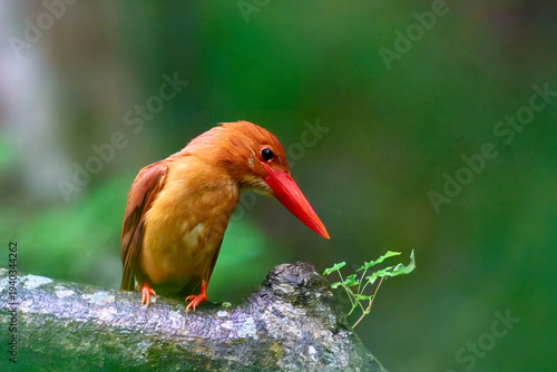 Fotografi Ruddy kingfisher (Halcyon coromanda) perched on a mossy branch in a lush green forest, Shirakami-Sanchi, Japan