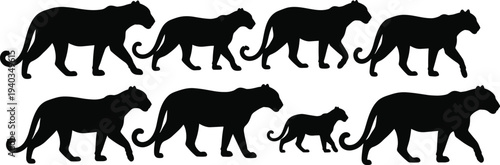 Panther silhouettes collection, walking black panther big cat poses set, wild feline animal shapes, isolated vector illustration pack