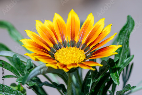 Foto Gazania 'Christopher Lloyd' a summer annual flowering plant with an orange yello
