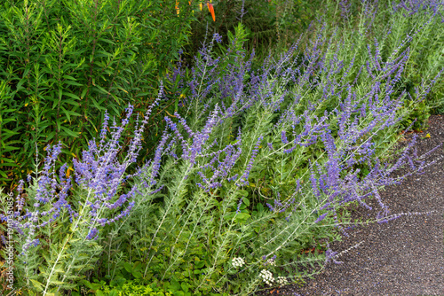 Perovskia 'Blue Spire' a late summer flowering plant with a blue purple summertime flower in July and August and commonly known as Russian Sage, gardening stock photo image