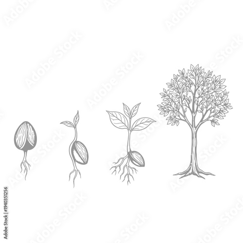 Detailed illustration of a plants life cycle from seed to mature tree.