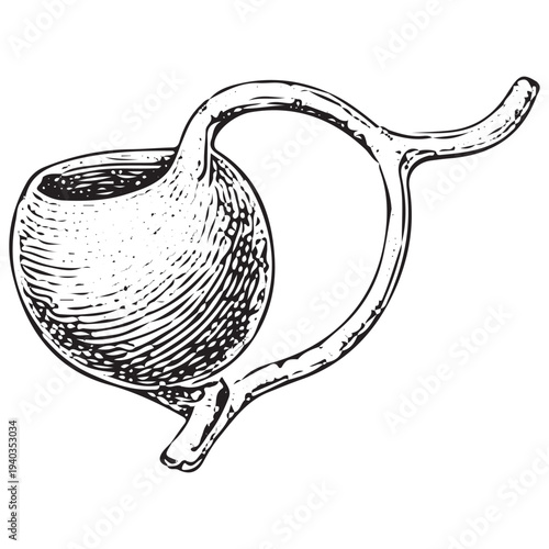 Human Urinary Bladder Anatomy Illustration – Medical Engraved Internal Organ of Urinary System