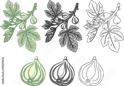 Vintage Common Fig Fruit Etching Set with Leaves and Branches. Botanical Engraving Style Illustration for Organic Food Label and Nature Design.