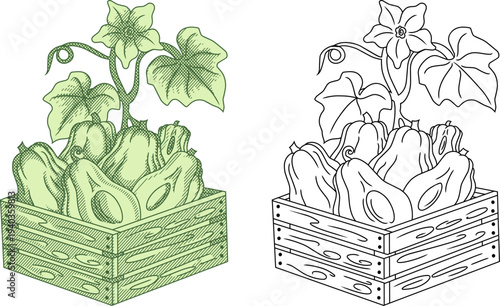 illustration of harvested chayote vegetables gathered in a traditional wooden crate. for organic food branding, botanical packaging, agricultural magazines,vintage themed culinary designs.