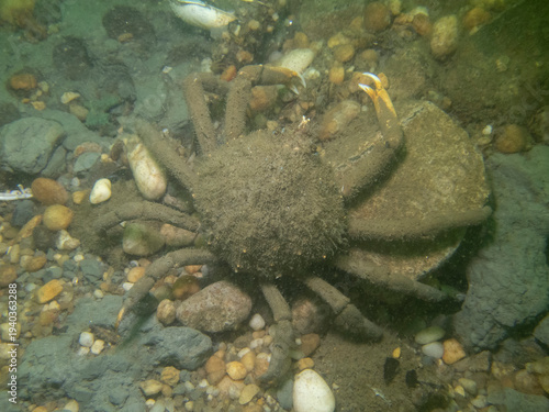 фотографія Portly Spider Crab