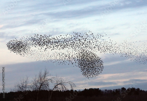 Twisting Starling murmuration, Derbyshire England
