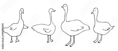 Hand drawn vector graphics of four geese in different poses. The geese are outlined with simple lines, showcasing their distinct shapes and features.