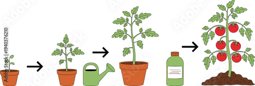 Tomato plant growth stages from seedling to mature fruiting plant with watering, fertilizer, soil care, arrows, and agricultural development vector illustration