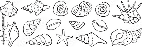 Collection of various seashells and starfish illustrations