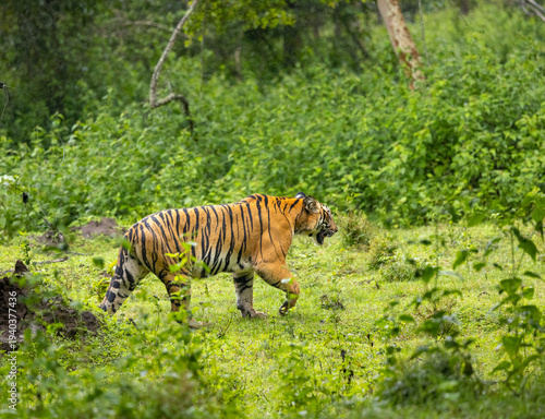 Photography A Bengal Tiger walking in the dense forest of Kabini (Nagarhole National Park) -