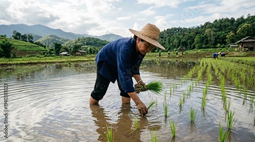 farmer in rice field