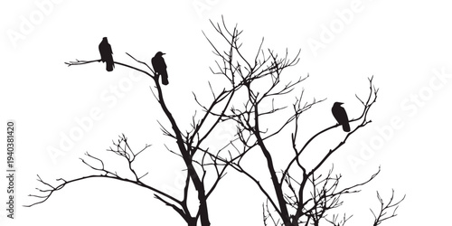 Photography Silhouette of three birds perched on bare tree branches against a white backgrou