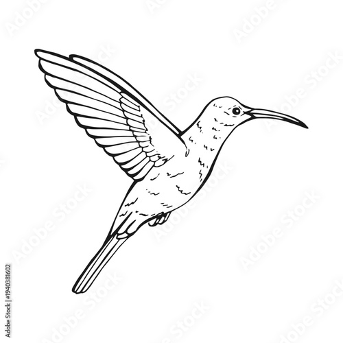 Detailed black and white hummingbird hovers in the air, wings outstretched. Hand drawn vector illustration.