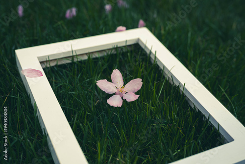 a empty frame with spring flower on the green grass