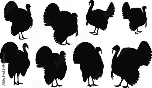 Turkey bird silhouette collection with different poses, farm poultry animal profiles, wild turkey standing and walking shapes isolated on white background, vector style illustration set
