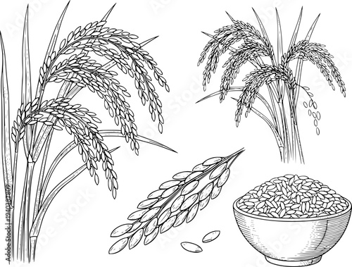 Detailed black and white line of rice plants grains and a bowl of rice food agriculture