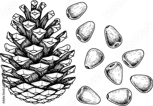 Detailed Hand Drawn of Pine Cone and Pine Nuts White Background pinecone pinenuts