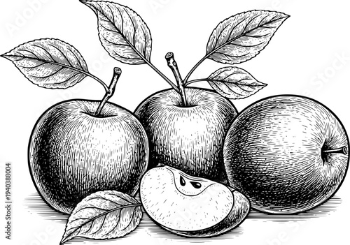 Vintage engraving style of whole apples and apple slice with leaves fruit food