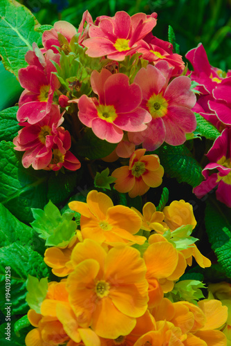 Canvas Print Spring: colored primroses  ( Primula vulgaris )